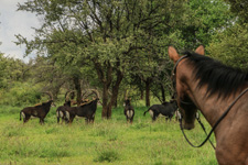 Zimbabwe-Hwange-Hwange Explorer Safari